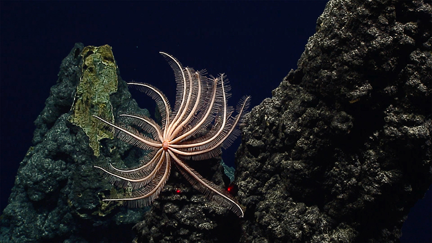As Christopher Kelley explains in this video, we don't know much about planet Earth if we don't know much about the deep sea. After several years of exploring the deep-sea environment in the Atlantic and Caribbean, NOAA Ship Okeanos Explorer crossed the Panama Canal into the Pacific in late 2022.