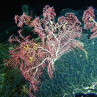 Hawaiian bubblegum coral with anemones, brittlestars, and other animals living in their colonies. Image credit: S. France. 