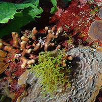 Example of corals and algae found on Pulley Ridge. Photo Credit: M. Echevarria, Florida Aquarium. 