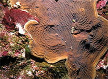 Eunice norvegica worm found living within mucus tubes woven through Lophelia coral.