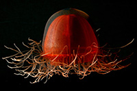 Crossota sp., a red medusa jellyfish found off the bottom of the deep Arctic as part of Census of Marine Life surveys
