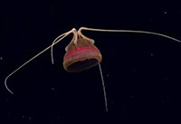This jellyfish appears to be an undescribed species of Bathykorus - a genus only described in 2010 – and was imaged about halfway through the September 18 dive at Deep Twin Ridge