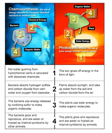 What is the equation of photosynthesis? | reference.com