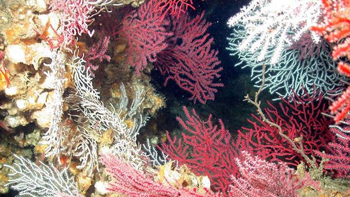 Southeast Deep Coral Initiative: Exploring Deep-Sea Coral Ecosystems off the Southeast U.S.
