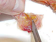 Gastric mill and teeth within stomach of Grooved Tanner crab