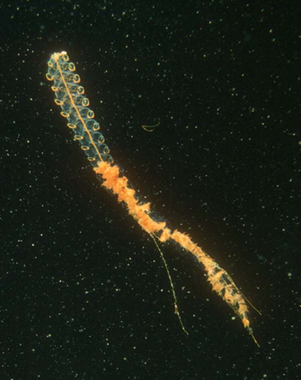 orange siphonophore
