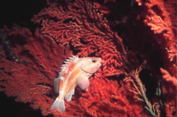 Yelloweye Rockfish among Red Tree Coral