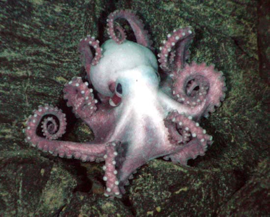 octopus Avatar