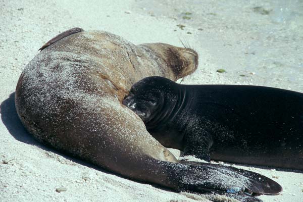 Monk seal mother and nursing pup