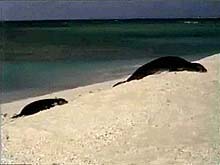 Hawaiian monk seals on beach