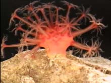 Toadstool soft coral