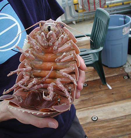 Underside of a giant isopod