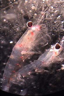 Krill, foto da NOAA