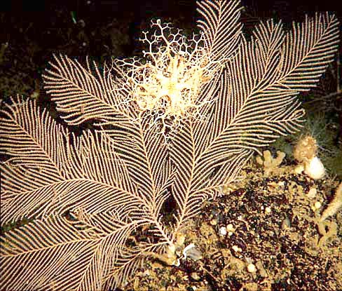 This large sea fan Plumarella pourtalessi