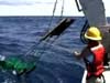 otter trawl video