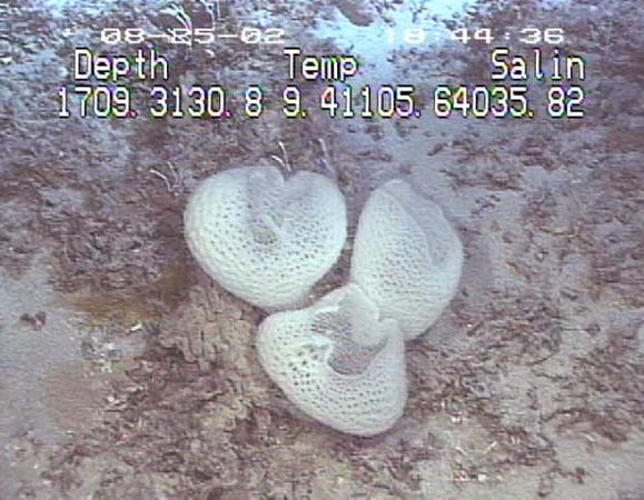 sponges in ocean. White cup sponges.