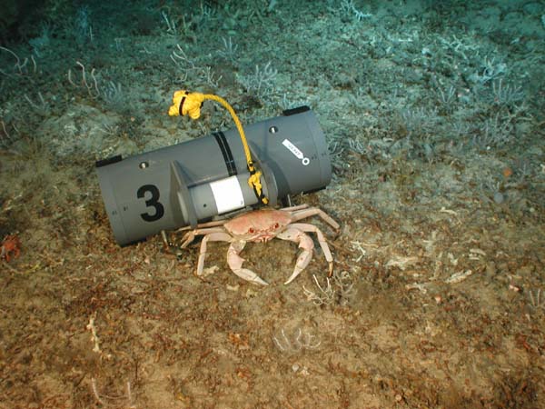 deep sea crab and benthic trap