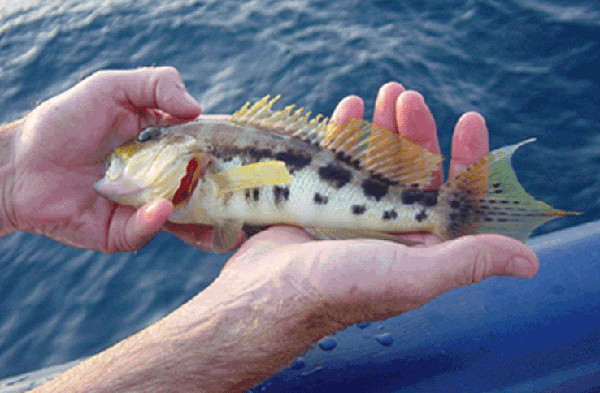 bank sea bass