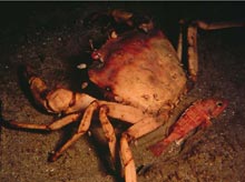 Figure 1. Golden crab, Chaceon fenneri, with black-bellied rose fish.