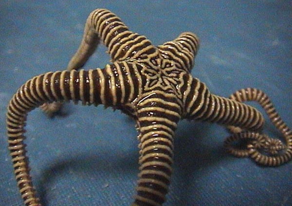  ... annulata, is related to basketstars and lives clinging to soft corals - brittlestar_600