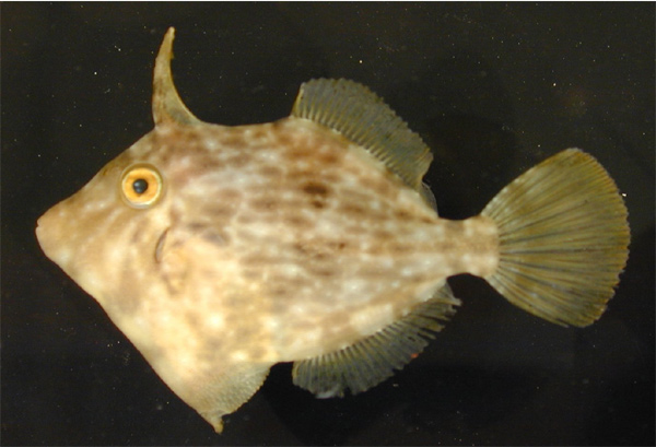 Stephanolepis hispidus, the planehead filefish, is the most abundant species in our Sargassum collections.