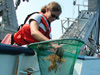 Dip netting for Sargassum off the ship’s stern. 