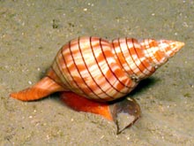 Tulip Snail