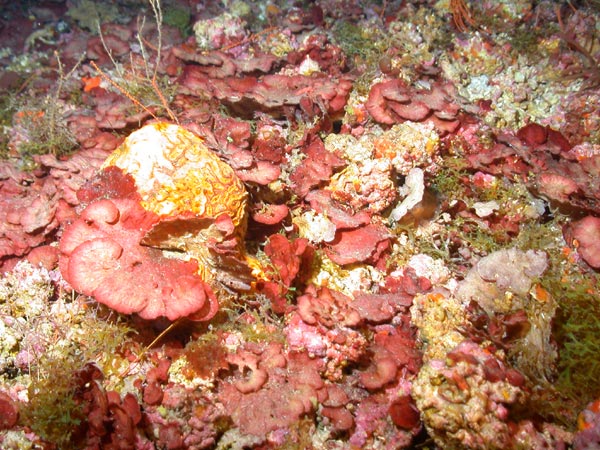 Red Coralline