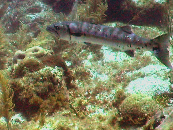 Barracuda Reef