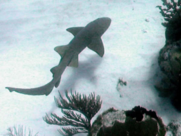 Nurse Shark picture 1