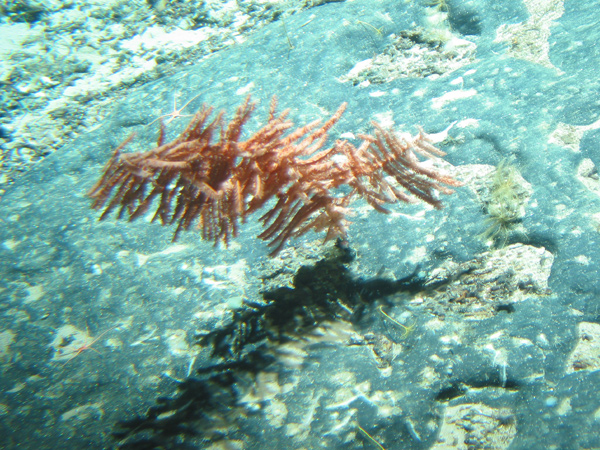 Black coral undewater