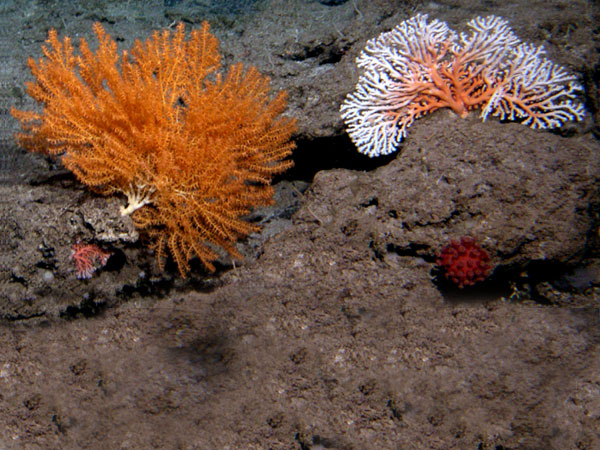 Small Coral