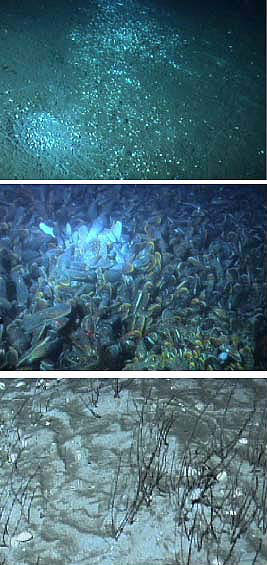Blake Ridge Diapir clam beds, mussel beds, and tubeworm fields, all located with a few meters of one another without overlap