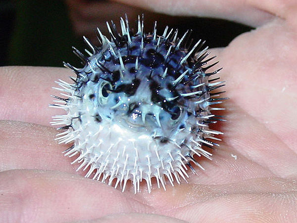 Long-spine porcupinefish