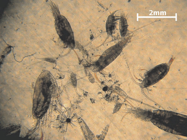 Some common zooplankton collected near the surface over East Diamante 