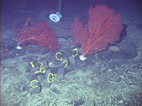 Several blocks provide a large surface area for recruiting octocoral larvae.