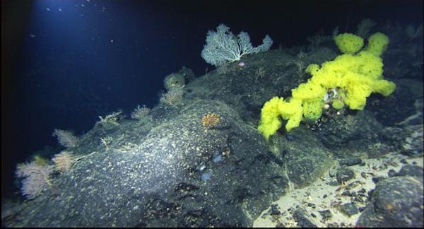 Various species of corals and sponges on Retriever Seamount. 