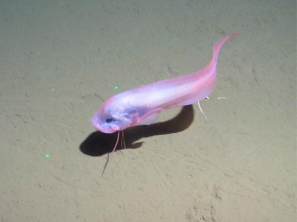 http://oceanexplorer.noaa.gov/explorations/05arctic/background/deepseafauna/media/snailfish_600.jpg