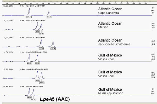 Fig. 3. Microsatellite alleles at the A5 locus for several Lophelia samples.