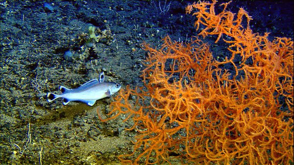 Figure 4. Coral hake swimming past a large black coral bush on the Blake Plateau.