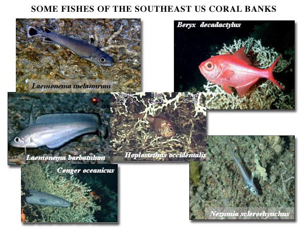 Figure 5. Mixed fishes that are common on the deep coral banks of the southeastern US.