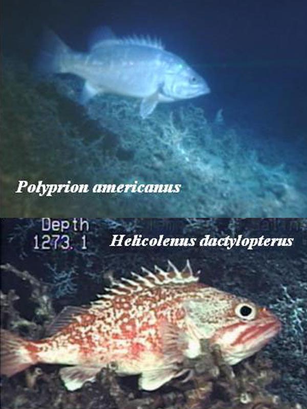 Figure 6. Two commercially important fish species common around the deep coral habitat:  wreckfish (top) and blackbelly rosefish (bottom).