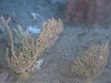 Examples of bottom habitat observed during the afternoon dive at Stetson Banks.