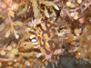 The sargassumfish, Histrio histrio, spends its entire life in the Sargassum.