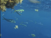 Commercially important dolphinfish, Coryphaena hippurus, are known to be associated with Sargassum.