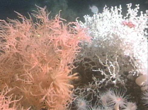 This striking picture shows the contrast between the bright white Lophelia colony and the deep orange antipatharian (Black Coral).