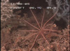 A feather star, also known as an unstalked crinoid.