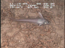 Figure 1: raittail fish.