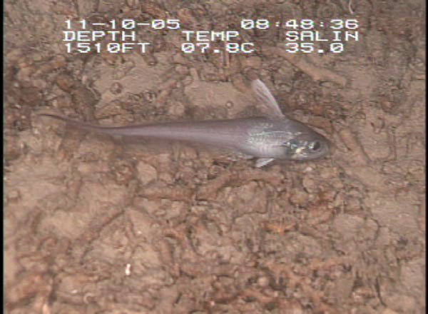 Figure 1: Rattail fish