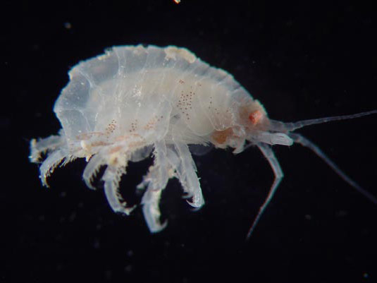 Figure 2: A new species of commensal amphipod collected from Paramuricea coral.